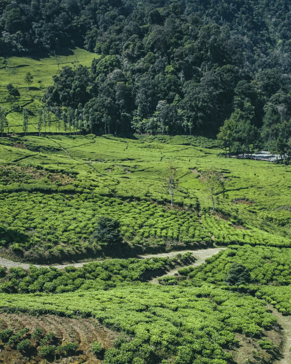 Sewa bus ke Puncak, Bogor dari Karawang